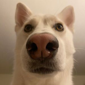 Meet your Posher, Kenneth